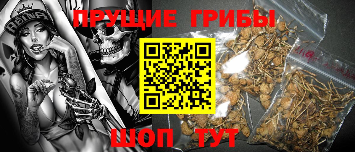 Псилоцибиновые грибы Psilocybine cubensis Краснотурьинск